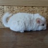 Кальмия