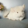 Кальмия