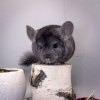 1 мес 3 нед