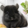 Фаня