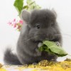 Клаус