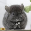 Клаус
