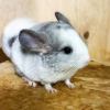 Лаки