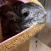 Грей