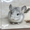 2,5 мес