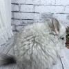 Зира Рекс Шуш