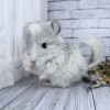 Зарри нРекс Шуш