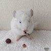 Моня