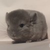 Девочка нДойч 1
