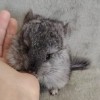 Арчибальд