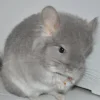 Федул