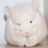 Багги