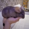 Феня
