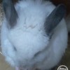 Белочка