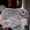 3 мес 3 нед