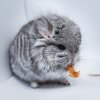 2 мес 3 нед