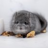 5 мес