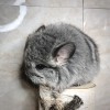 1,5 мес