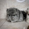 1,5 мес