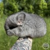 Иноагентий 