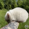 Клой
