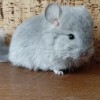 Цветочная фея