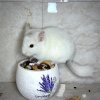 2 мес