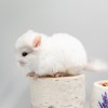 3 нед