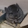 Бархатный Бони средний, носитель ангоры, фиолета