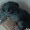 Клеопатра