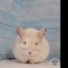 Чел Чин Амелия