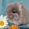 Милла