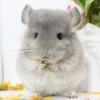Молли