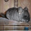 Пижон