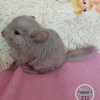 СИ Оливия