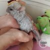 СИ Оливер