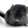 Клаус