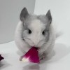 Кристиан