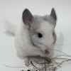 Камиль