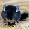 Буфи