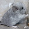 Стар