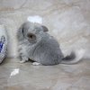 2 нед
