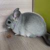 Витаминка Кор