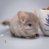 1 мес 1 нед