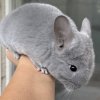 Саланг ГРУ