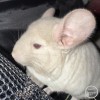 Макошь 