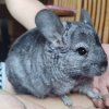 Лиля