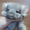 Флерс де Монд _ Пандора НЛова