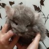 Флерс де Монд _ Пандора НЛова