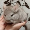 Флерс де Монд _ Тони НГолдбар